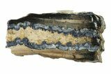 Mammoth Molar Slice With Case - South Carolina #335358-1